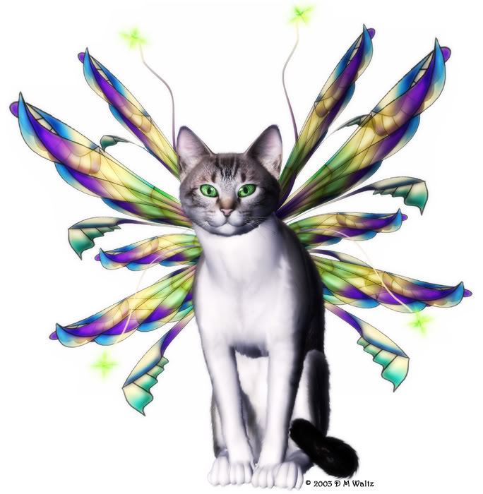 caitsidhet.jpg
