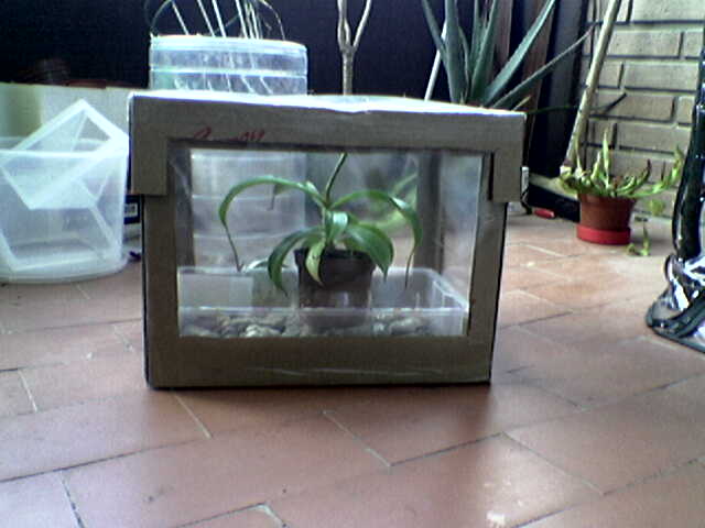 Caja%20con%20nepenthes%201.jpg