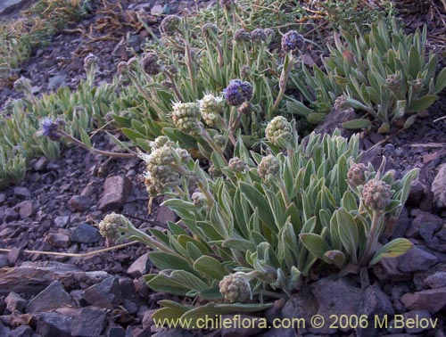 CajonMaipuDicPlantas_0805.jpg