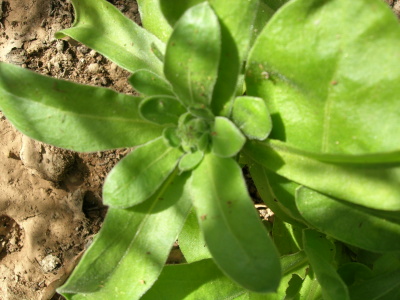 cal%E9ndula%20cpll.JPG