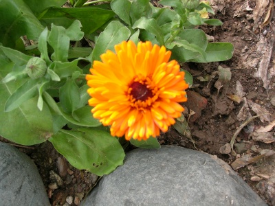 cal%E9ndula%20flor%20abierta2.JPG