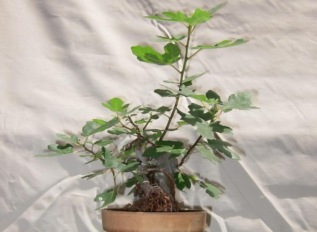 cal11.jpg