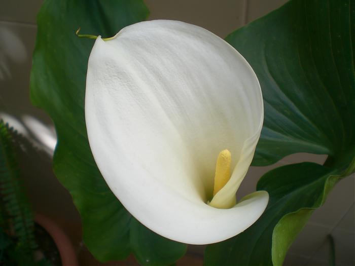 cala 001.jpg