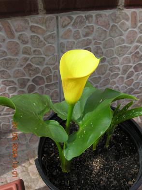 cala%202%20flor%20ok.JPG