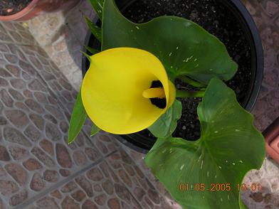 cala%20flor%20ok.JPG