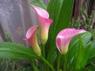 Cala2006Rosa.jpg