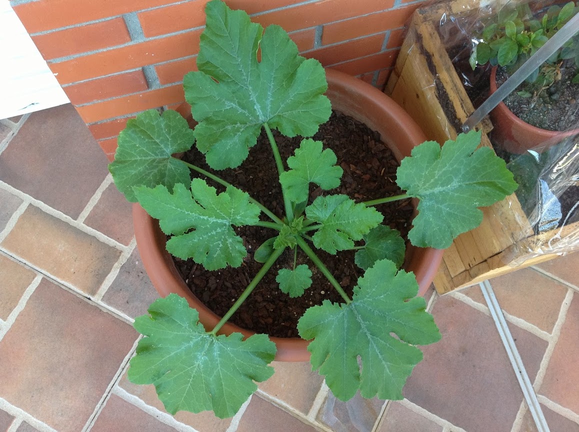 CALABAC%25C3%258DN+2.jpg