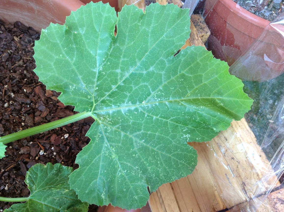CALABAC%25C3%258DN+HOJA.jpg