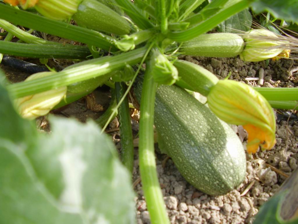 Calabac%EDn.JPG