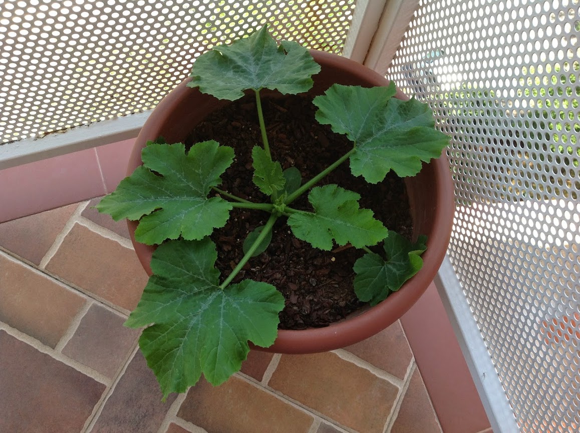 CALABACIN+1.jpg