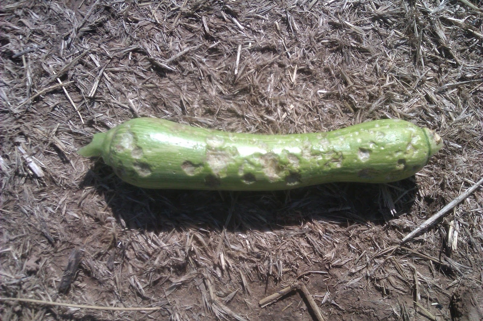 calabacin+granizada.jpg
