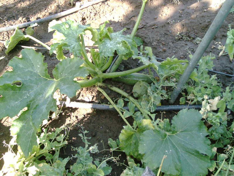 calabacin.jpg
