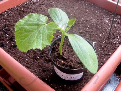 calabacin03.jpg