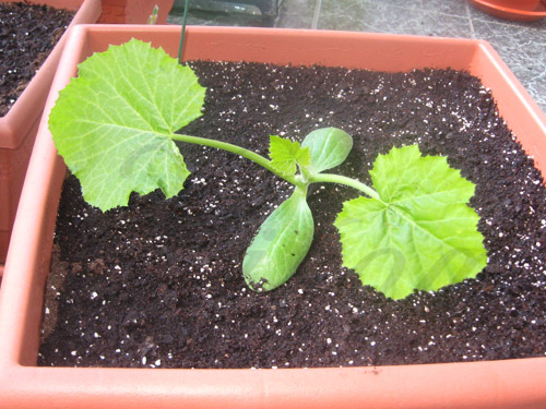 calabacin04.jpg