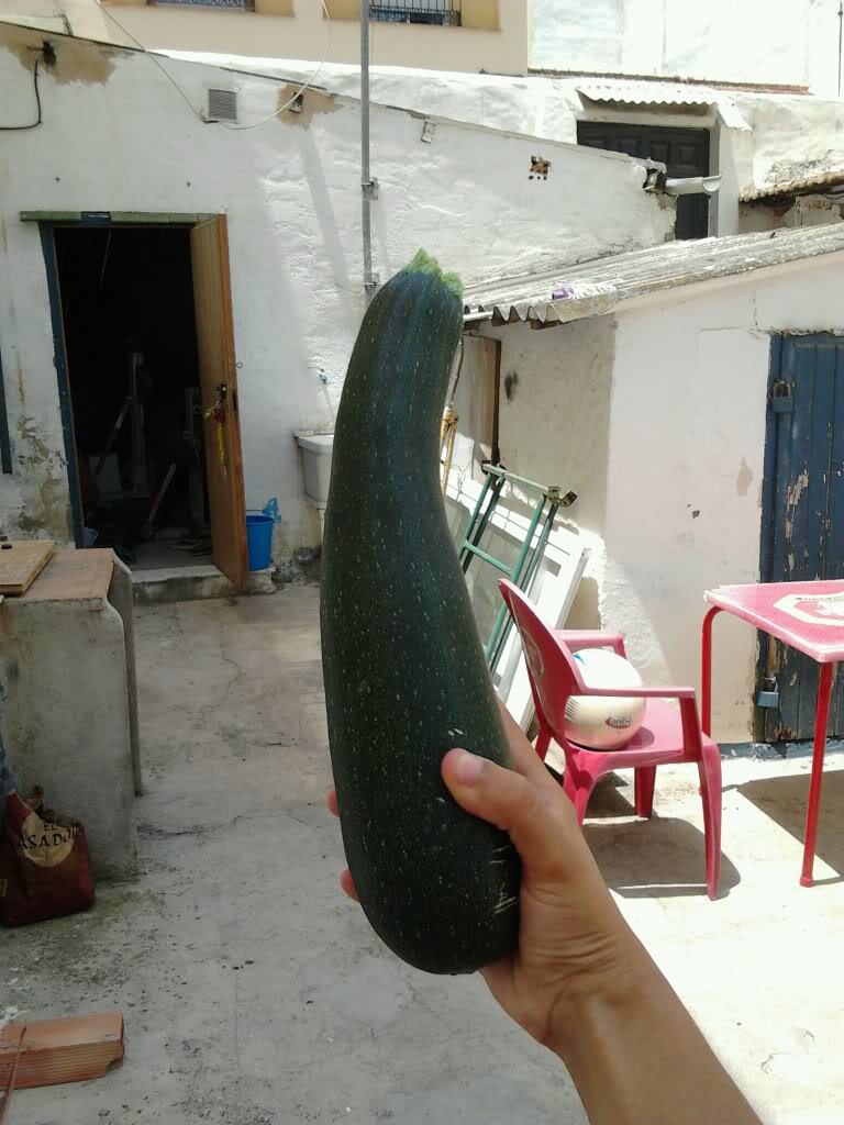 calabacin5.jpg