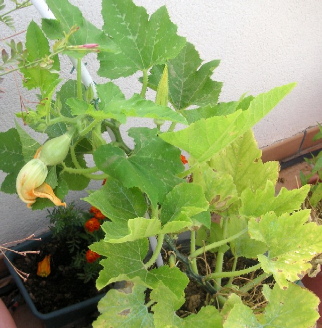 calabacin_en_maceta_2_.jpg