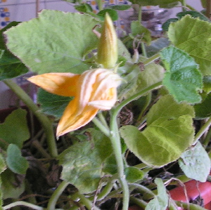 CalabacitaJulio1006.jpg