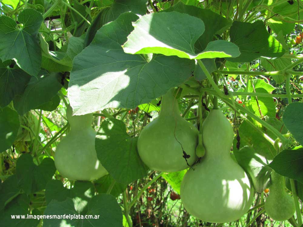Calabaza-01Mw%255B1%255D.jpg