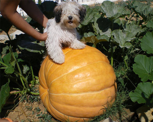 calabaza21.jpg