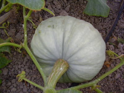 Calabaza_rote_a.jpg