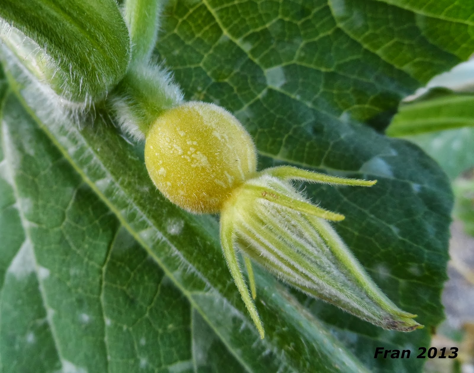 calabazas+001.JPG
