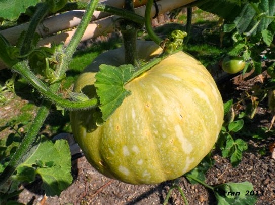 calabazas+2.jpg