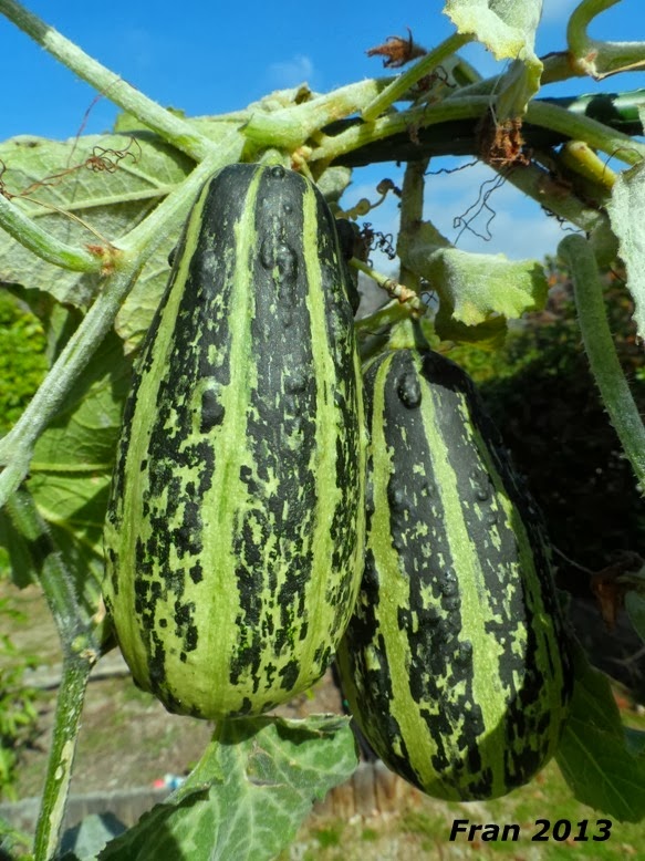 calabazas+3.jpg