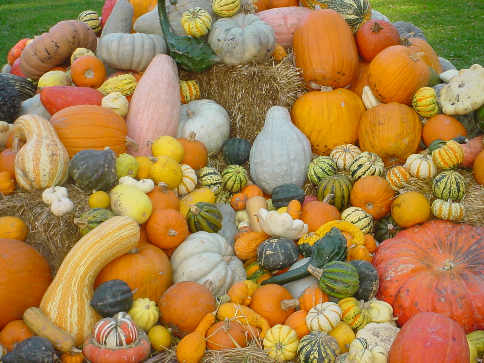 calabazas.jpg