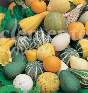 Calabazasvarias1OK.jpg