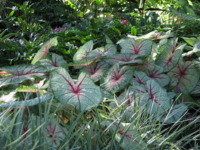 caladium%20chronicles_008436_1.jpg