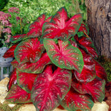 caladium-red-flash-1_compact_cropped.jpg