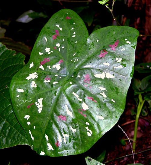 Caladium1.jpg