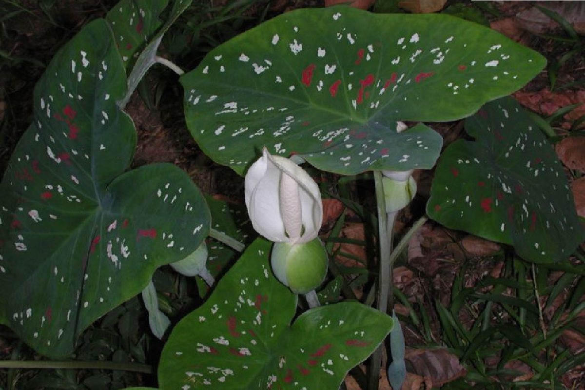 caladium_bicolor_005.jpg