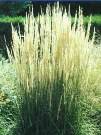 Calamagrostis_Karl_Foerster.jpg
