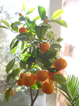 calamondin.jpg