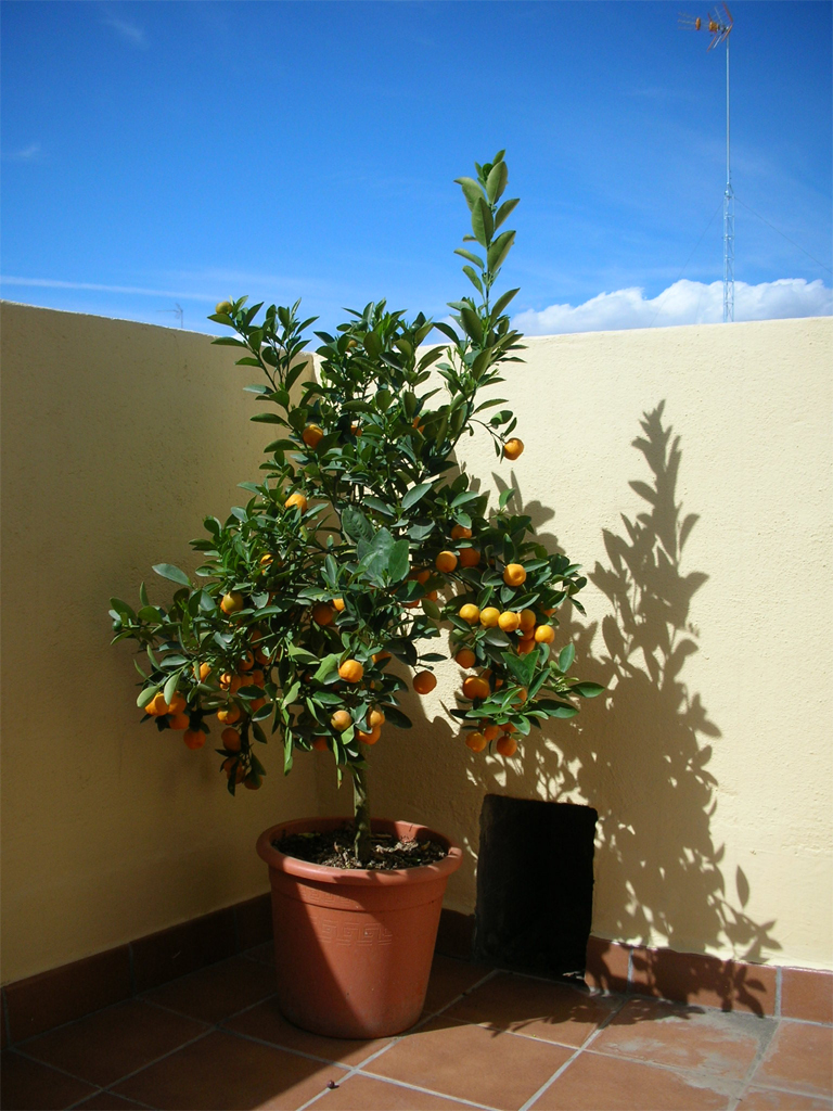 Calamondin1_%20abril%202006.JPG