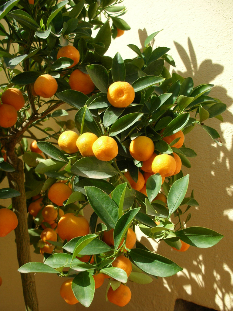 Calamondin3_%20abril%202006.JPG