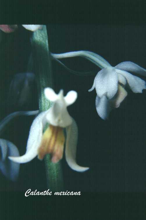 calancalanthioides.jpg