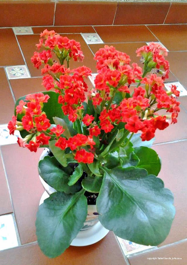 Calanchoe+julio+2014.jpg