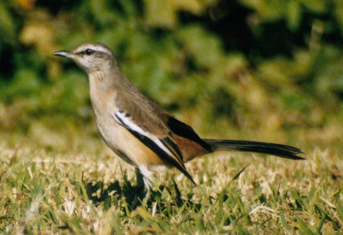 Calandria_Real2_RECS_May05.jpg