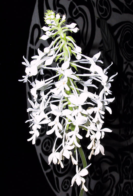 Calanthe_triplicata.jpg