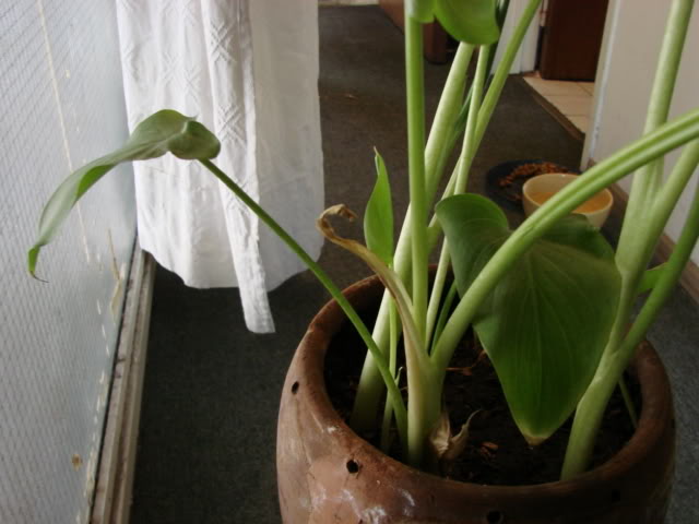 calas019.jpg