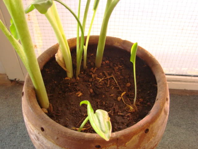 calas020.jpg