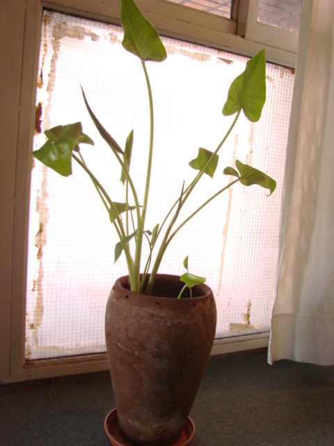 calas021.jpg