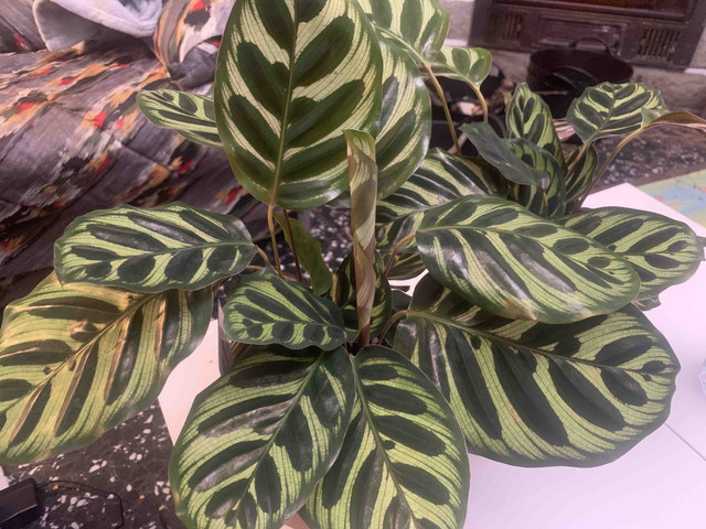 calathea-irun01.jpg
