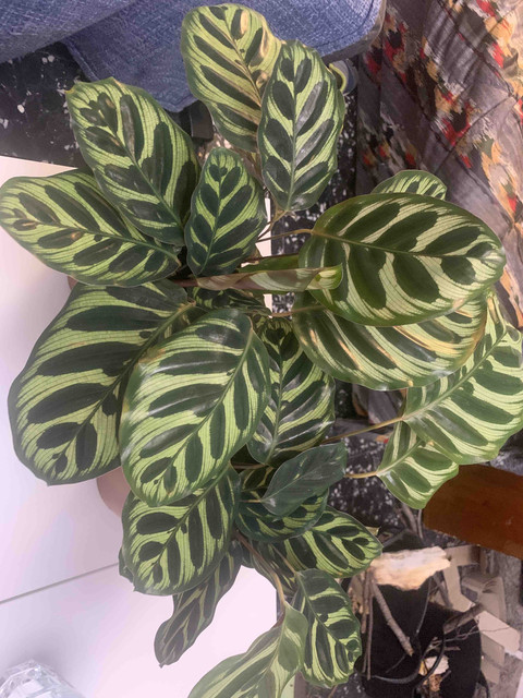 calathea-irun02.jpg