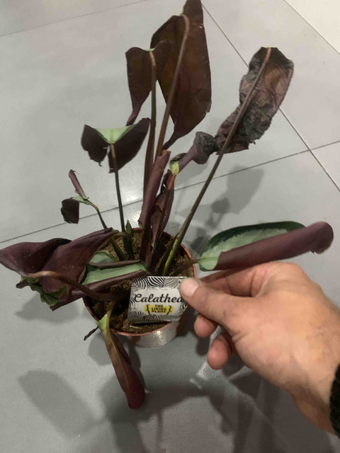 calathea-ko01.jpg