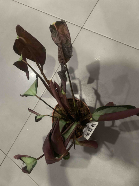 calathea-ko02.jpg