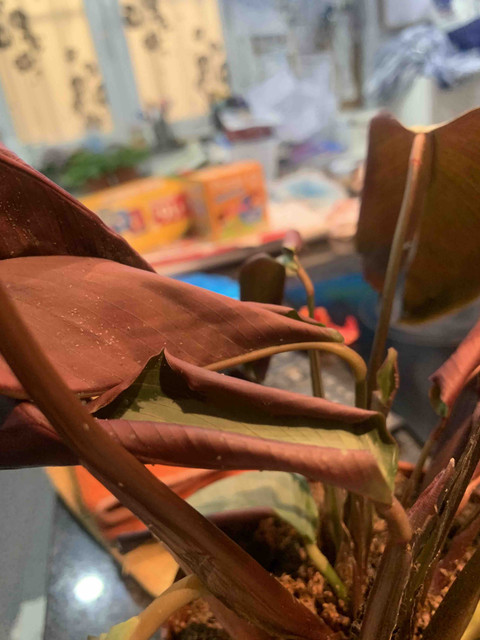 calathea-ko03.jpg
