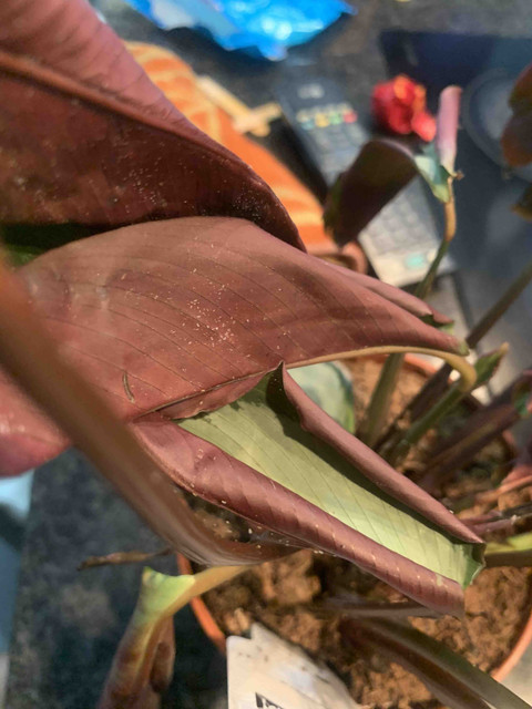 calathea-ko05.jpg